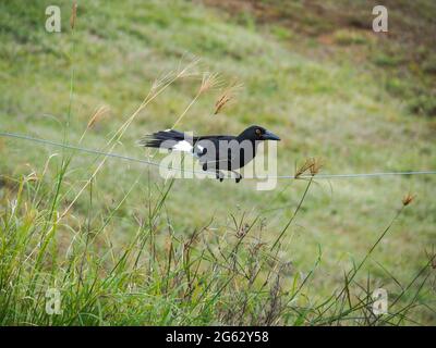 Equilibrage, Un pied Currawong, streppera granculina, sur une clôture en fil de fer que son trop lourd pour, le rendant instable et bancale, ne pas basculer! Australie Banque D'Images