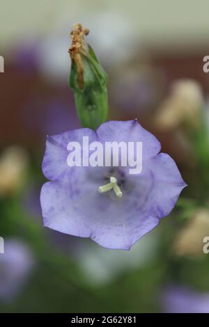 Bellflower à feuilles de pêche, Campanula persifolia, dans un jardin en Basse-Saxe, Allemagne Banque D'Images