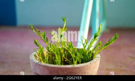 Plantes de romarin fleuris dans le jardin d'herbes, foyer sélectionné, profondeur de champ étroite. Gros plan de l'usine de décoration. Banque D'Images