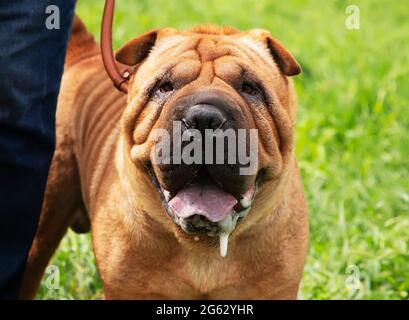 Animal domestique Shar PEI chiot pour une promenade avec le propriétaire sur l'herbe verte. Puppy rouge de race. Shar PEI à poil rouge sur un terrain vert lors d'un spectacle canin. Reproduction Banque D'Images