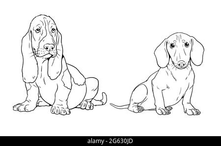 Chien courant de Dachshund et de Basset. Chiens mignons chiots. Modèle de coloriage. Illustration numérique. Banque D'Images