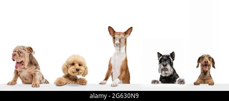 Collage d'art fait de chiens drôles différentes races posant isolé sur fond blanc de studio. Je vous souhaite un plaisir. Banque D'Images