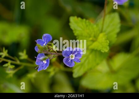 Veronica agrestis fleurit dans le jardin Banque D'Images