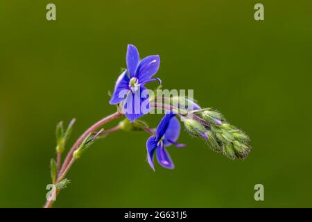 Veronica agrestis fleurit dans le jardin Banque D'Images