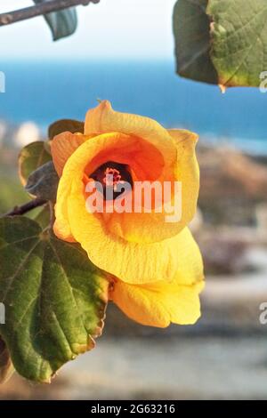 Gros plan sur une fleur de bois de rose orange. Tulipe indienne Banque D'Images