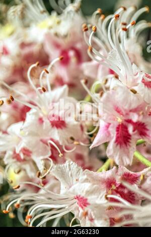 Inflorescences de châtaigniers. Fleurs de rose blanche en gros plan. Arrière-plan naturel. Banque D'Images