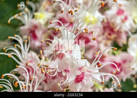 Inflorescences de châtaigniers. Fleurs de rose blanche en gros plan. Arrière-plan naturel. Banque D'Images