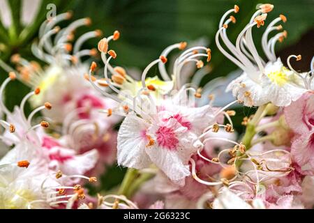 Inflorescences de châtaigniers. Fleurs de rose blanche en gros plan. Arrière-plan naturel. Banque D'Images