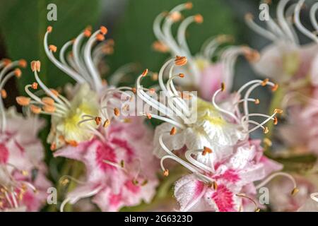 Inflorescences de châtaigniers. Fleurs de rose blanche en gros plan. Arrière-plan naturel. Banque D'Images