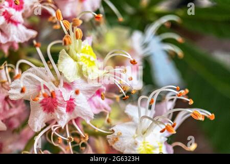 Inflorescences de châtaigniers. Fleurs de rose blanche en gros plan. Arrière-plan naturel. Banque D'Images