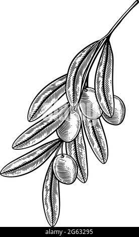 Illustration de la branche des olives dessin de la coupe de bois Illustration de Vecteur