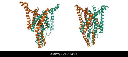 Structure du canal d'ions potassium à deux pores humains TREK2 (K2P10.1) sous des formes normales (à gauche) et alternatives (à droite), modèle de dessin animé 3D Banque D'Images
