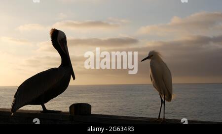 Pélican sauvage sur garde-corps de quai en bois, promenade au bord de l'océan, plage de l'océan de Californie, faune des États-Unis. Grand pélécanus, eau de mer. Egret oiseau en liberté près Banque D'Images