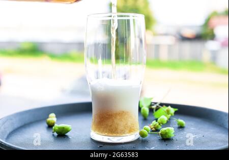 Bière dorée légère versée dans le verre de la bouteille. Plateau avec houblon vert et mug avec lager jaune dans le jardin d'été Banque D'Images