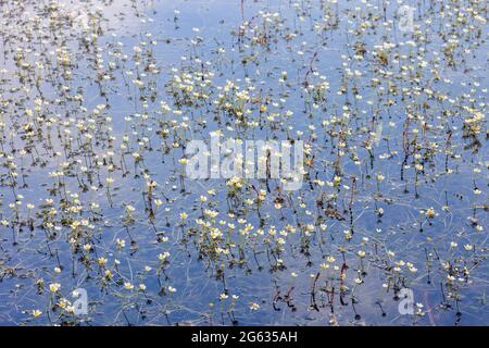 Eau blanche commune-pied-de-biche petites fleurs qui poussent dans le lac. Ranunculus aquatilis plantes aquatiques, concentration sélective Banque D'Images