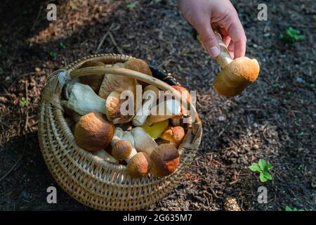 Main tenant Boltetus edulis à côté du panier complet de champignons en osier dans la forêt. Saison de récolte des champignons dans les bois à l'automne. Banque D'Images