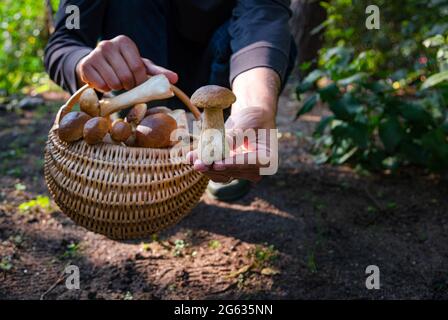 Main tenant Boltetus edulis à côté du panier complet de champignons en osier dans la forêt. Saison de récolte des champignons dans les bois à l'automne. Banque D'Images