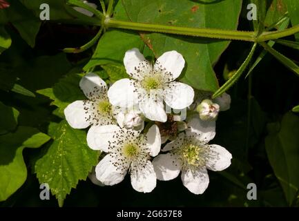 Au début de l'été, les fleurs du Bush BlackBerry commencent à s'ouvrir et attirent de nombreux insectes pour aider à la pollinisation. Le BlackBerry porte des fruits nutritifs Banque D'Images