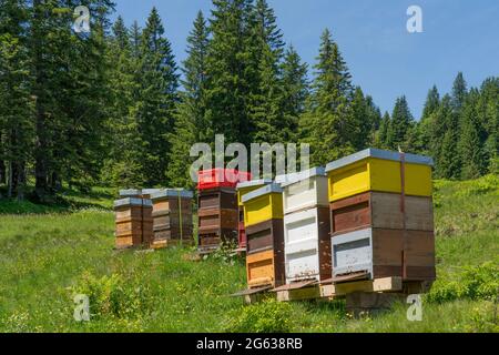 Ruches colorées aux abeilles occupées sur une prairie printanière en fleurs dans les Alpes d'Allgaeu au-dessus du village d'Oberjoch, Allgau, Bavière, Allemagne Banque D'Images