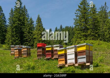 Ruches colorées aux abeilles occupées sur une prairie printanière en fleurs dans les Alpes d'Allgaeu au-dessus du village d'Oberjoch, Allgau, Bavière, Allemagne Banque D'Images