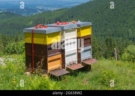 Ruches colorées aux abeilles occupées sur une prairie printanière en fleurs dans les Alpes d'Allgaeu au-dessus du village d'Oberjoch, Allgau, Bavière, Allemagne Banque D'Images