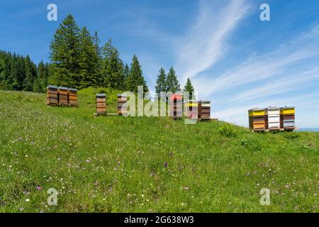 Ruches colorées aux abeilles occupées sur une prairie printanière en fleurs dans les Alpes d'Allgaeu au-dessus du village d'Oberjoch, Allgau, Bavière, Allemagne Banque D'Images