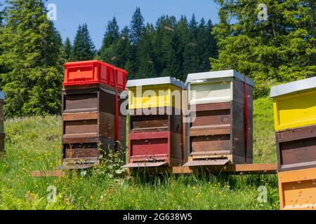 Ruches colorées aux abeilles occupées sur une prairie printanière en fleurs dans les Alpes d'Allgaeu au-dessus du village d'Oberjoch, Allgau, Bavière, Allemagne Banque D'Images