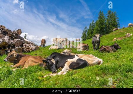 Troupeau de vaches laitières d'Allgaeu reposant sur un pâturage d'été vert au-dessus du village d'Unterjoch dans les montagnes d'Allgaeu, Bavière, Allemagne Banque D'Images