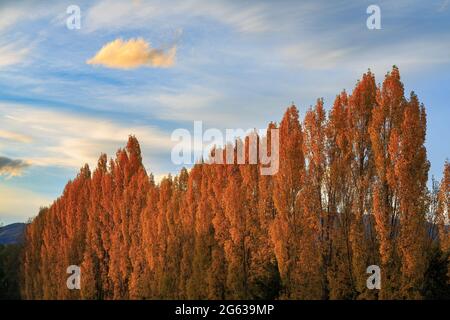 Rangées de peupliers d'automne, le feuillage orange illuminé par le soleil couchant. Région d'Otago, Île du Sud, Nouvelle-Zélande Banque D'Images