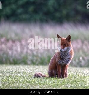 Renard roux Banque D'Images