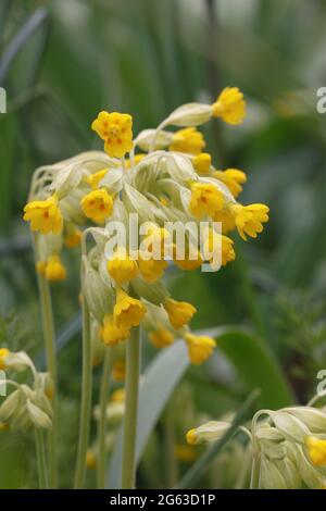 Primula veris. Les cowslips poussent dans un jardin anglais. Banque D'Images