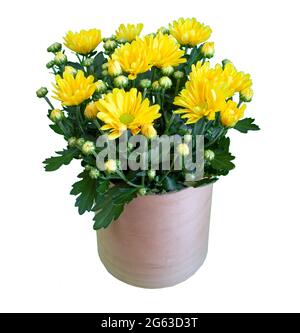 Bouquet de chrysanthèmes jaunes isolés sur fond blanc. Fleur de chrysanthème dans un vase. Banque D'Images