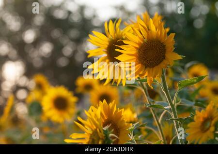 Tournesol jaune biologique en pleine fleur Banque D'Images