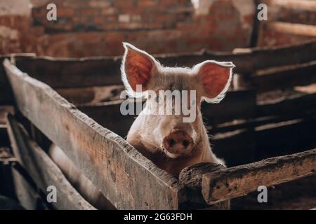 Jeune cochon avec un museau sale derrière une clôture en bois Banque D'Images