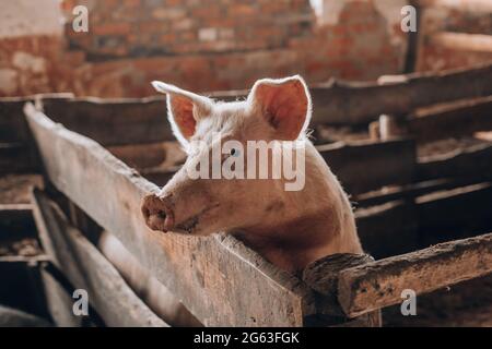 Jeune cochon avec un museau sale derrière une clôture en bois Banque D'Images