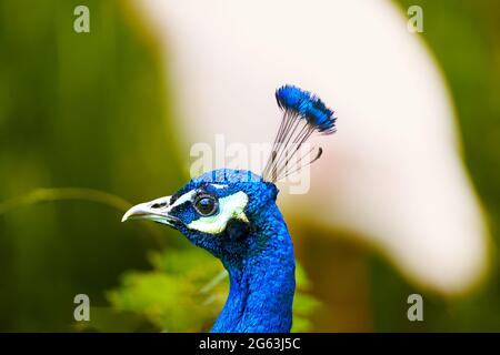 Portrait latéral de paon bleu vif, Pavo cristatus, isolé contre un arrière-plan flou, espace libre Banque D'Images