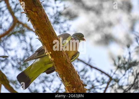 Woodpigeon, Columba palumbus, sur une branche de pin, vue d'en dessous avec ciel flou Banque D'Images