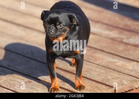 petit chien race petit brabancon. Photo de haute qualité Banque D'Images