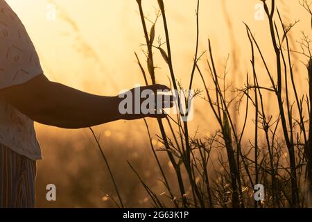 Une femme adulte âgée marche et apprécie le cadre rural au coucher du soleil, tout en touchant quelques tiges de fenouil et d'autres plantes avec sa main, l'Espagne Banque D'Images