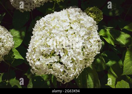 Gros plan d'une splendide plante d'hortensia blanche, symbole de l'amour, avec ses fleurs caractéristiques. Banque D'Images