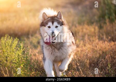 malamute d'Alaska tournant sur un terrain Banque D'Images