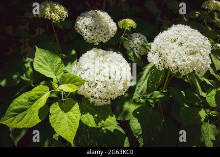 Gros plan d'une splendide plante d'hortensia blanche, symbole de l'amour, avec ses fleurs caractéristiques. Banque D'Images