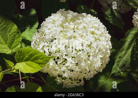 Gros plan d'une splendide plante d'hortensia blanche, symbole de l'amour, avec ses fleurs caractéristiques. Banque D'Images