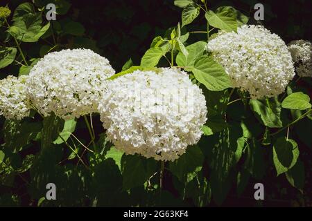 Gros plan d'une splendide plante d'hortensia blanche, symbole de l'amour, avec ses fleurs caractéristiques. Banque D'Images