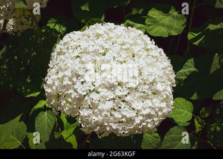 Gros plan d'une splendide plante d'hortensia blanche, symbole de l'amour, avec ses fleurs caractéristiques. Banque D'Images