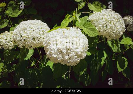 Gros plan d'une splendide plante d'hortensia blanche, symbole de l'amour, avec ses fleurs caractéristiques. Banque D'Images