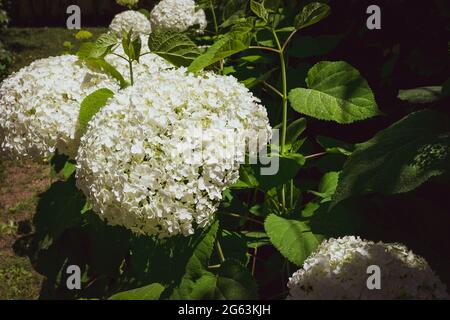 Gros plan d'une splendide plante d'hortensia blanche, symbole de l'amour, avec ses fleurs caractéristiques. Banque D'Images