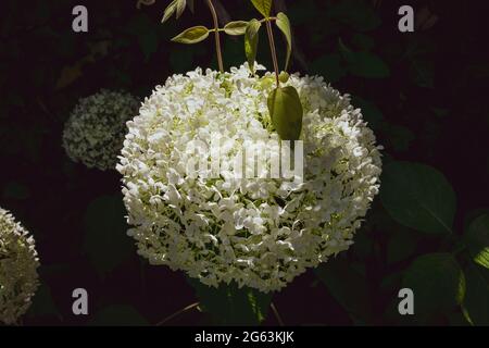 Gros plan d'une splendide plante d'hortensia blanche, symbole de l'amour, avec ses fleurs caractéristiques. Banque D'Images