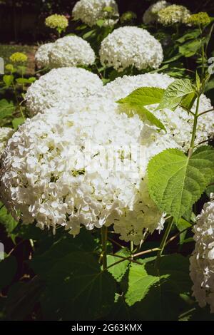 Gros plan d'une splendide plante d'hortensia blanche, symbole de l'amour, avec ses fleurs caractéristiques. Banque D'Images