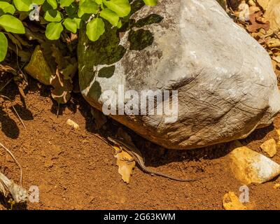 Petit lézard pendant une journée ensoleillée à l'ombre sous un rocher Banque D'Images